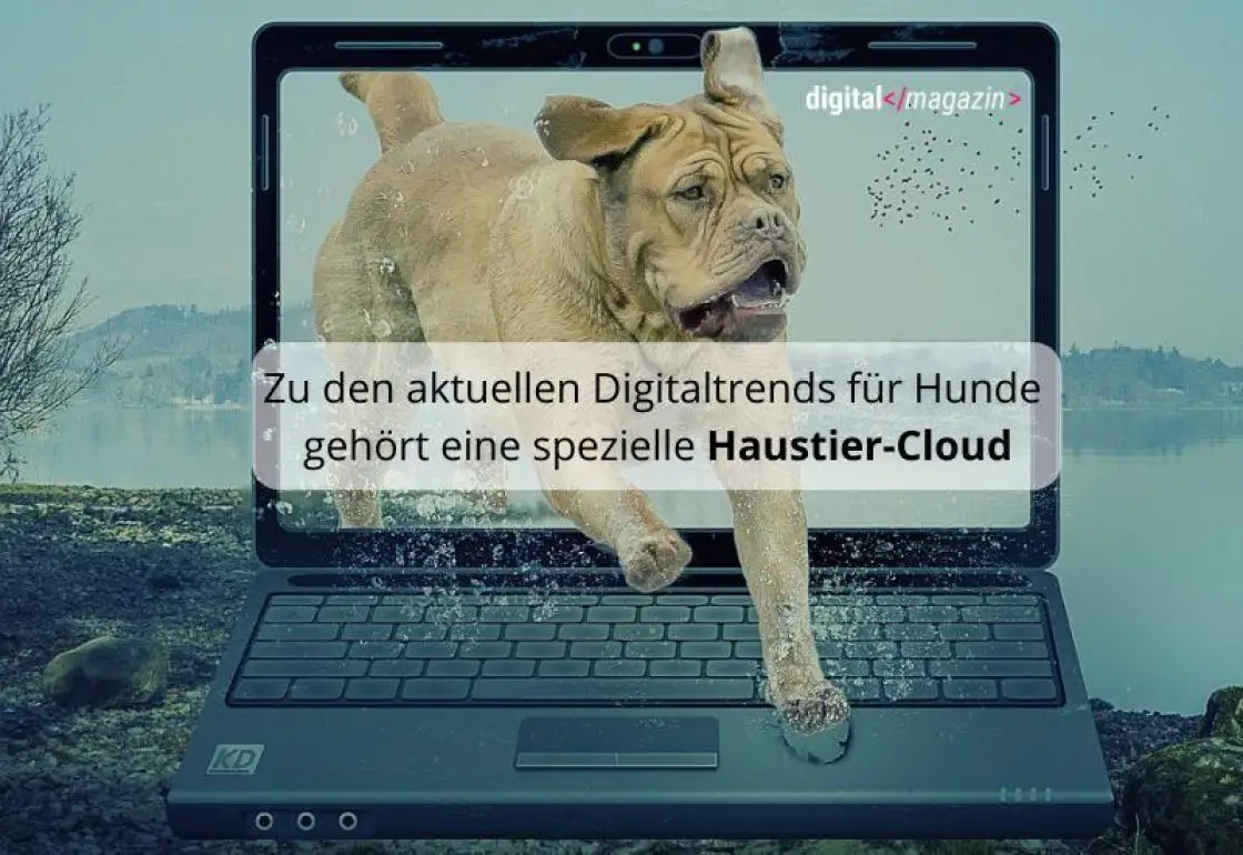 doglive-2