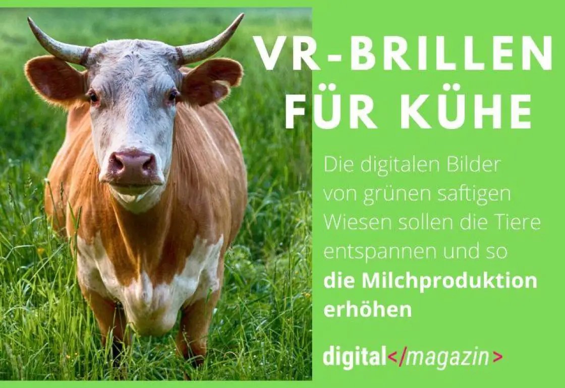 vr-brille-kuehe